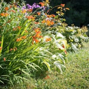 Combo 10 củ giống hoa dơn lúa (Lay ơn lúa) - Giống hoa lay ơn rừng trồng khoảng 5 tháng cho hoa.