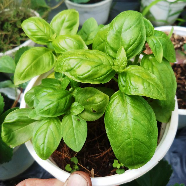 Chậu cây húng tây, cây gia vị, Basil