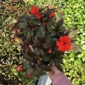 Chậu cây Mai dạ thảo cam lá đỏ