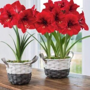 Củ lan huệ, củ hoa loa kèn cho hoa màu đỏ nhung