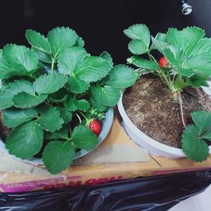 Cây giống Dâu Tây Nhật Sachinoka cấy mô - giống chịu nhiệt trái siêu ngọt, giòn