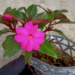 Chậu cây mai dạ thảo hồng lá đỏ