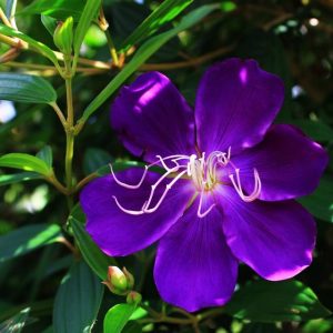 Chậu cây giống hoa Mua Thái (hoa sim Thái) cao 30-40cm đang hoa nhiều nụ - cây cho hoa Tím lịm quanh năm, cực dễ trồng