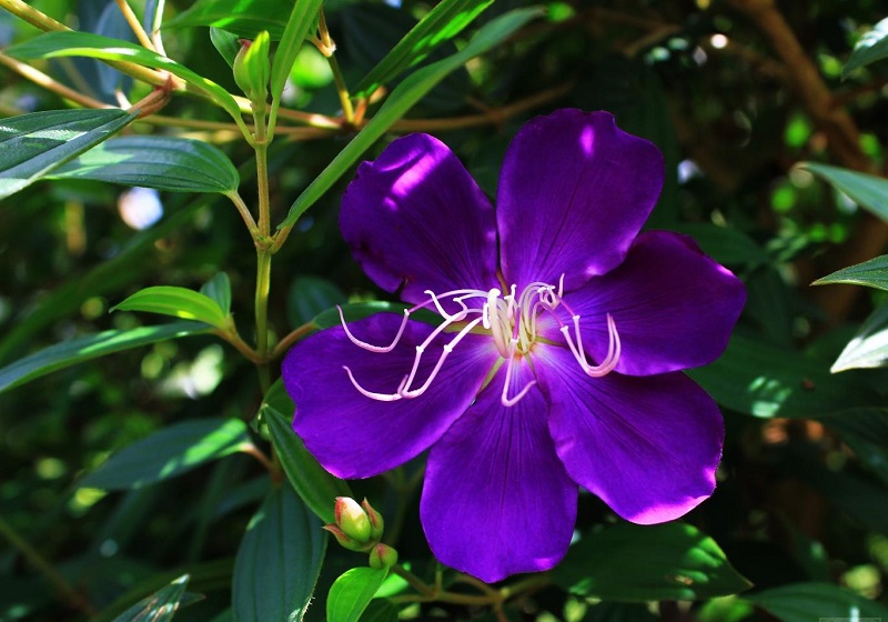 Chậu cây giống hoa Mua Thái (hoa sim Thái) cao 30-40cm đang hoa nhiều nụ - cây cho hoa Tím lịm quanh năm, cực dễ trồng