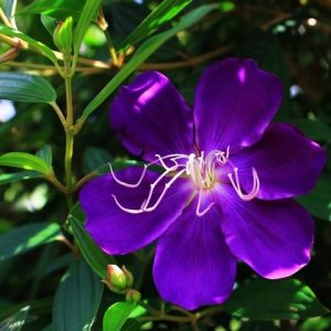 Chậu cây giống hoa Mua Thái (hoa sim Thái) cao 30-40cm đang hoa nhiều nụ - cây cho hoa Tím lịm quanh năm, cực dễ trồng