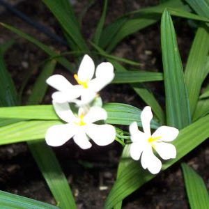 Củ giống hoa đại hành trắng_vàng