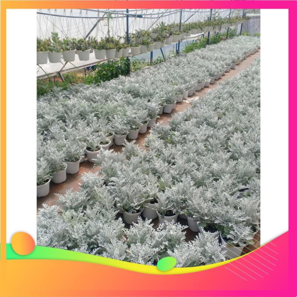 Chậu cây Cúc Lá Bạc - Cúc Ren Bạc - Silver Dust Dusty Miller