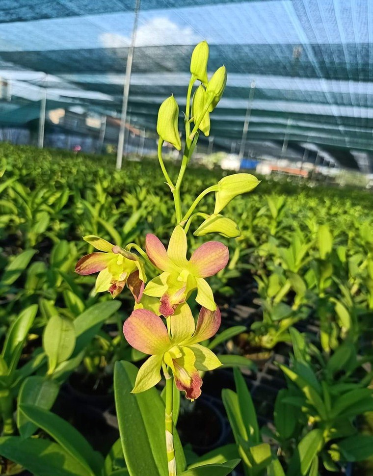 Chậu cây lan Dendro màu vàng pha cam