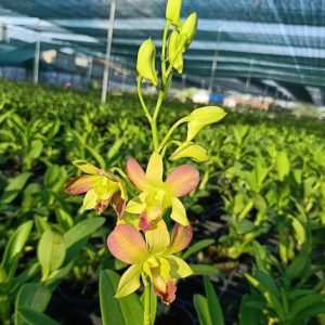 Chậu cây lan Dendro màu vàng pha cam