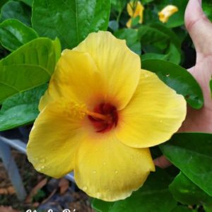 [Cây giống hoa] Dâm bụt cánh đơn - cam