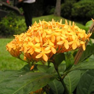 Cây giống Cây Bông Trang (mẫu đơn) - CayGiongTot