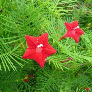 Chậu cây dây leo tóc tiên, dây leo giàn, hoa sao leo, Ipomoea quamoclit L