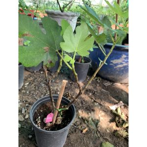 Cây sung mỹ ficus carica Linn-giống sưu tầm cho trái thơm ngọt đang trái