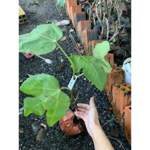 Cây giống sung Mỹ Quingpi (Weihai Fig) - trái chín màu xanh ruột đỏ rất ngọt-có trái