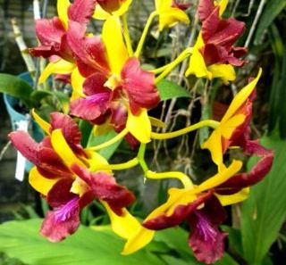 Dendro đột biến 3 vàng 3 đỏ nhập Thái - Thongchai Gold 3 - hàng cây tơ sắp cho hoa