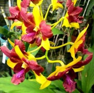 Dendro đột biến 3 vàng 3 đỏ nhập Thái - Thongchai Gold 3 - hàng cây tơ sắp cho hoa