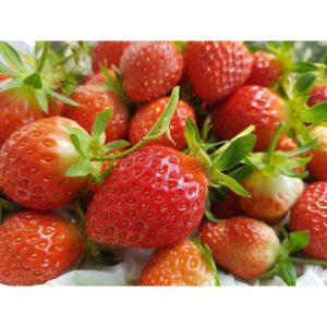 Cây giống Dâu Tây Nhật Sachinoka cấy mô - giống chịu nhiệt trái siêu ngọt, giòn