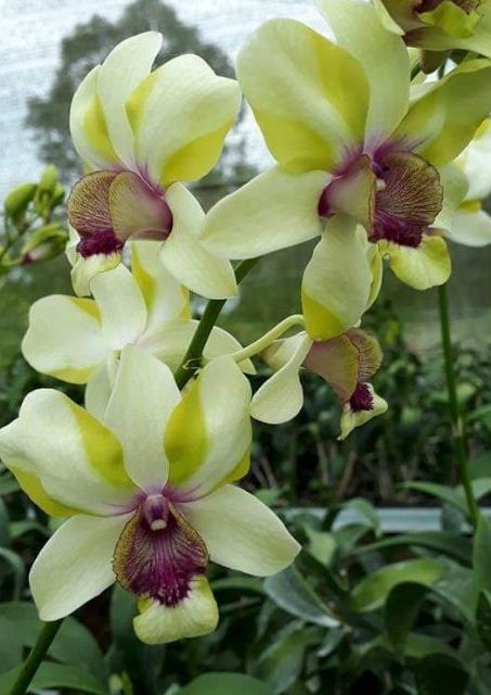 Dendro lai Cat Mắt Rồng - Cây tơ sắp cho hoa