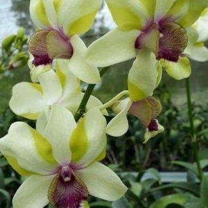 Dendro lai Cat Mắt Rồng - Cây tơ sắp cho hoa