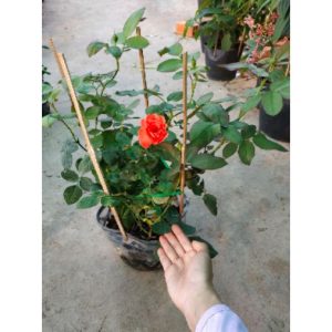 [Cây giống hoa] Hồng Lửa Sa Đéc (hồng bụi) size bầu nhỏ - CayGiongTot