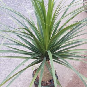 [Cây phong thủy] Lan Bình Rượu (náng đế) - Beaucarnea recurvata - CayGiongTot