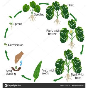 Combo 10 hạt giống cây monstera tỉ lệ nảy mầm 90%