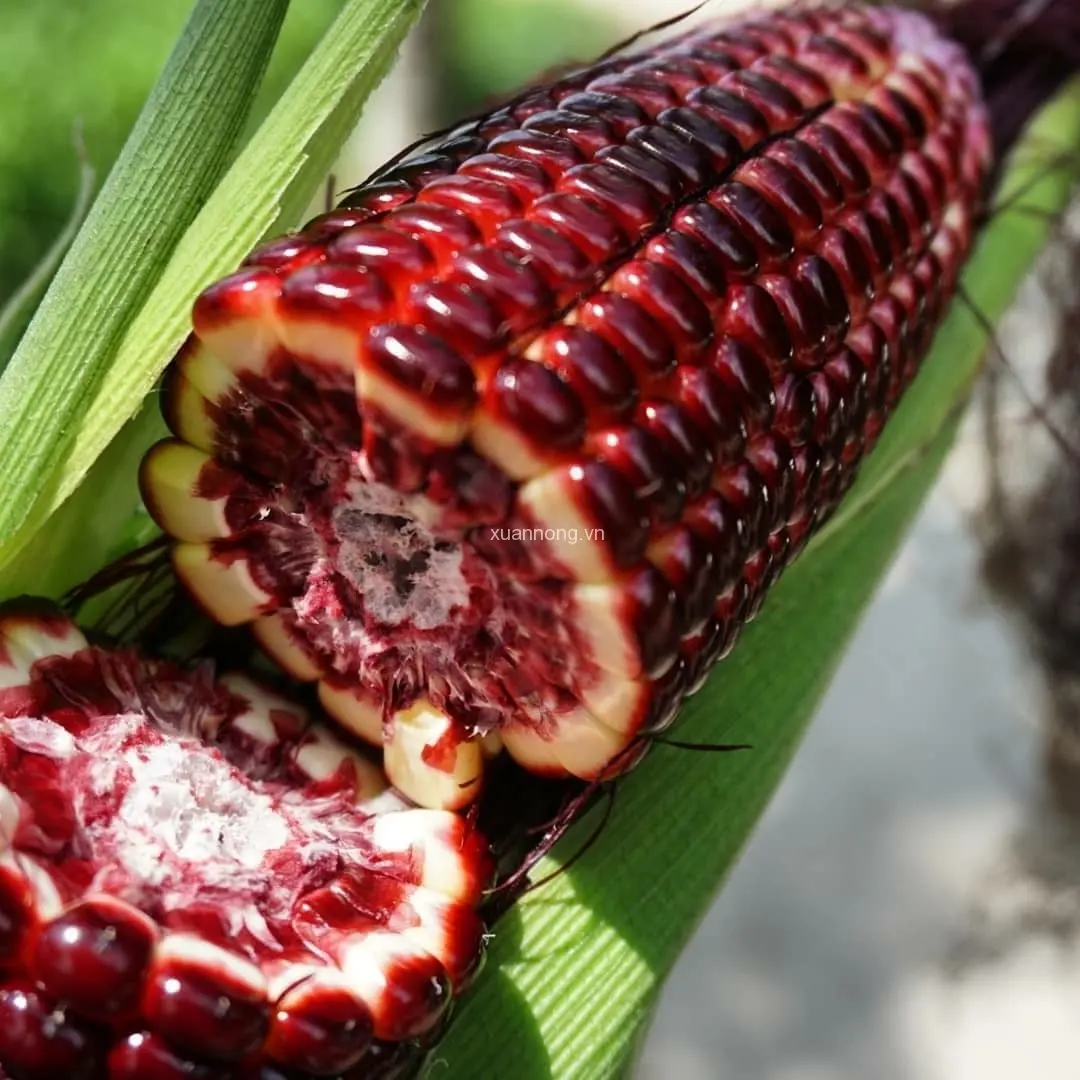 0b309c4d4e3d66cc9155f1f34f94dbda-png_q80_