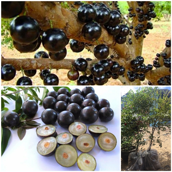 KỸ THUẬT TRỒNG NHO THÂN GỖ - BÍ QUYẾT CHO QUẢ SAI TỪ GỐC ĐẾN NGỌN