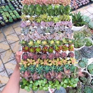 Combo 10 cây giống Sen Đá mix đủ 10 loại