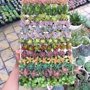 Combo 10 cây giống Sen Đá mix đủ 10 loại