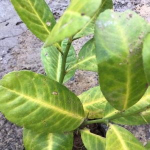 Cây giống Chanh vàng Mỹ, chanh Tây cho trái rất sai