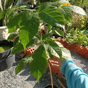 Cây giống kèn hồng, cây bóng mát, Tabebuia rosea