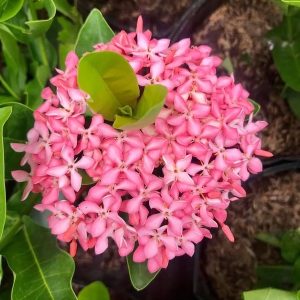 Cây giống Cây Bông Trang (mẫu đơn) - hồng