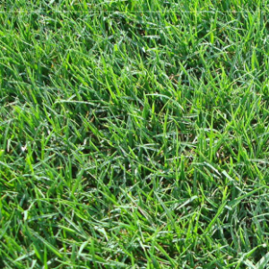 HẠT GIỐNG CỎ TRỒNG THẢM BERMUDA - 50Gr