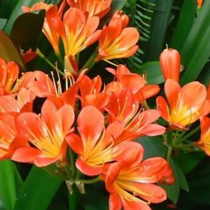 Cây lan quân tử bầu đất size đại ra hoa Tết Nguyên Đán - Lan Huệ Cam, Lan Huệ Đỏ, Đại Quân Tử