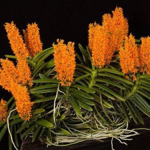 Combo 5 cây giống Lan Rừng Hỏa Hoàng Cam