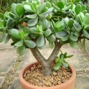 Cây giống Ngọc Bích - CayGiongTot