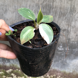 cây giống trầu bà Hiệp Sĩ Trắng,Philodendron White Knight Marble size mini