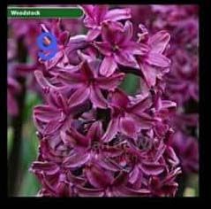 Củ tiên ông đã có mầm trồng nước - đủ 4 màu xanh, đỏ, hồng, tím - giao kèm bình thủy tinh như hình