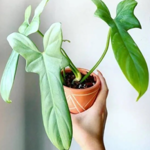 Cây kiểmg lá vĩ cầm xanh - violin xanh size mini(Philodendron Bipennifolium)