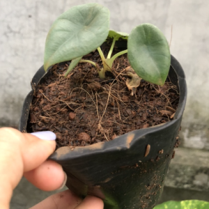 Cây giống kiểng lá Nebula(Alocasia Nebula ‘Imperialis’) size mini