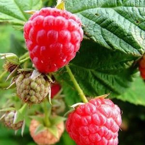 Gói 20  hạt giống Dâu Tây Rừng Wild Mini