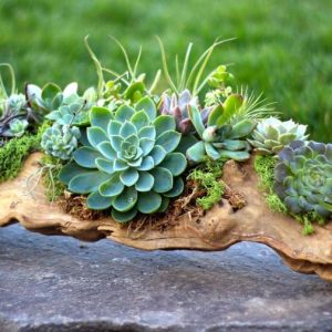 Combo 10 sen đá mini