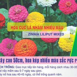 Gói 50 Hạt Giống Hoa Cúc Lá Nhám Nhiều Màu- Nanuseeds