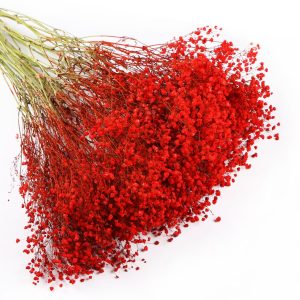 Gói 0.5GR hạt giống hoa Baby Đỏ