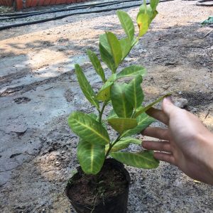 Cây giống Chanh vàng Mỹ, chanh Tây cho trái rất sai