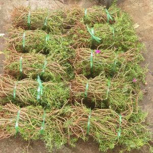 1kg Cành giống hoa Mười Giờ (10h) Thái kép mix đủ 10 màu