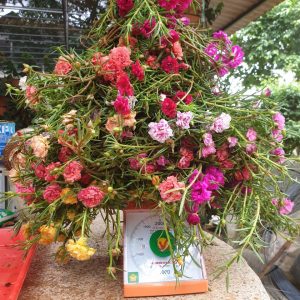 1kg Cành giống hoa Mười Giờ (10h) Thái kép mix đủ 10 màu