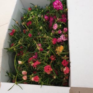 combo 100 cành giống hoa Mười Giờ (10h) Thái kép mix đủ 10 màu (khoảng nửa ký)