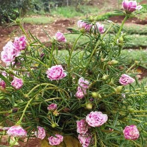 combo 100 cành giống hoa Mười Giờ (10h) Thái kép mix đủ 10 màu (khoảng nửa ký)